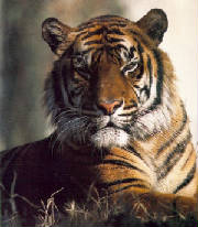 tiger9.jpg